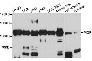 Western blot analysis of extracts of various cell lines, using PIGR antibody (ABIN5973611) at 1/1000 dilution. (PIGR antibody)