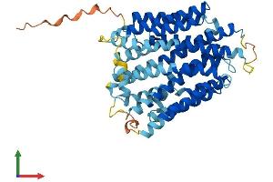 AlphaFold protein structure predicition of Human Recombinant SLC46A1 Protein, UniprotID Q96NT5