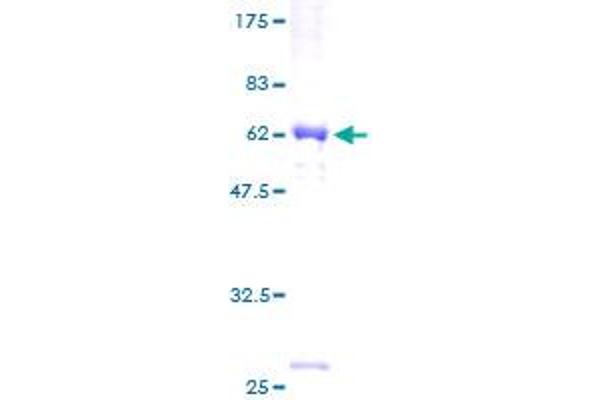 SRGAP3 Protein (AA 1-335) (GST tag)