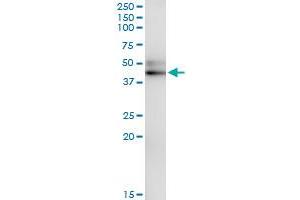 Immunoprecipitation of SERPINA12 transfected lysate using anti-SERPINA12 MaxPab rabbit polyclonal antibody and Protein A Magnetic Bead , and immunoblotted with SERPINA12 MaxPab mouse polyclonal antibody (B01) . (SERPINA12 antibody  (AA 1-414))