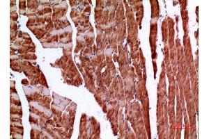 Immunohistochemistry (IHC) analysis of paraffin-embedded Mouse Muscle, antibody was diluted at 1:100.