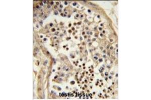 Formalin-fixed and paraffin-embedded human testis tissue reacted with C10orf27 Antibody (C-term), which was peroxidase-conjugated to the secondary antibody, followed by DAB staining. (C10orf27 antibody  (C-Term))