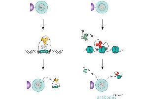 Summary of the CUT&RUN protocol using a primary and secondary antibody (left). (CUT&RUN Core Sec Set)