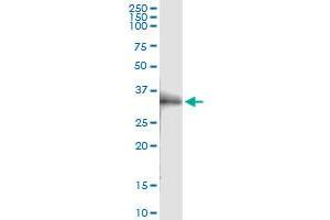 Immunoprecipitation of OLR1 transfected lysate using anti-OLR1 MaxPab rabbit polyclonal antibody and Protein A Magnetic Bead , and immunoblotted with OLR1 MaxPab mouse polyclonal antibody (B01) . (OLR1 antibody  (AA 1-273))