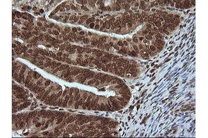 Image no. 1 for anti-Mitogen-Activated Protein Kinase 4 (MAPK4) antibody (ABIN1499312) (MAPK4 antibody)