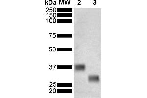 Western Blot analysis of Schistosoma japonicum Purified GST showing detection of 26 kDa GST protein using Mouse Anti-GST Monoclonal Antibody, Clone 3E2 (ABIN5650752). (GST antibody  (FITC))