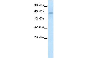 WB Suggested Anti-GSK3A Antibody Titration:  1. (GSK3 alpha antibody  (N-Term))