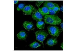 IF analysis of VAPB using anti-VAPB antibody (ABIN5693292). (VAPB antibody  (AA 2-55))