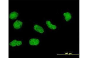 Image no. 2 for anti-Histone H3.3 (AA 1-137) antibody (ABIN1498570) (Histone H3.3 antibody  (AA 1-137))
