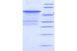 SDS-PAGE analysis of Mouse uPAR Protein. (PLAUR Protein)