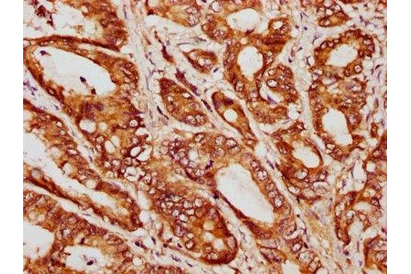 GGCT antibody  (AA 54-188)