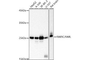 Western blot analysis of extracts of various cell lines, using RC/RABL antibody (ABIN7269811) at 1:1000 dilution. (Rab5c antibody)