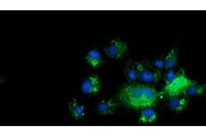 Anti-C10orf82 mouse monoclonal antibody (ABIN2452851) immunofluorescent staining of COS7 cells transiently transfected by pCMV6-ENTRY C10orf82 (RC206202). (C10orf82 antibody)