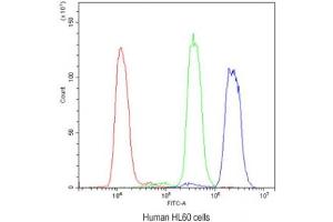 Flow cytometry testing of human HL60 cells with ADK antibody at 1ug/10^6 cells (blocked with goat sera) (ADK antibody)