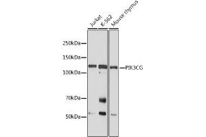Western blot analysis of extracts of various cell lines, using PIK3CG antibody (ABIN6130600, ABIN6145638, ABIN6145639 and ABIN6222396) at 1:1000 dilution. (PIK3 gamma antibody  (AA 1-200))