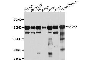 Western blot analysis of extracts of various cell lines, using MCM2 antibody. (MCM2 antibody  (AA 360-700))