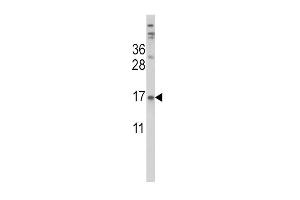 Western blot analysis of TTR Antibody (Center) (ABIN390652 and ABIN2840950) in HepG2 cell line lysates (35 μg/lane). (TTR antibody  (AA 47-74))