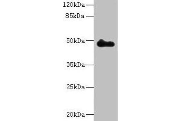ZNF232 抗体  (AA 1-417)