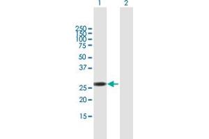 Western Blot analysis of RBM38 expression in transfected 293T cell line by RBM38 MaxPab polyclonal antibody. (RBM38 antibody  (AA 1-239))