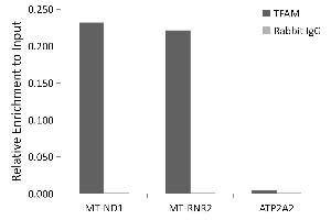 Chromatin immunoprecipitation analysis of extracts of K-562 cells, using TFAM antibody (ABIN3023684, ABIN3023685, ABIN3023686, ABIN1680049 and ABIN1680050) and rabbit IgG. (TFAM antibody)