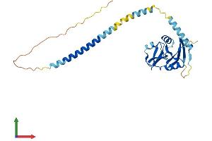 AlphaFold protein structure predicition of Mouse Recombinant Klra5 Protein, UniprotID Q60652 (Klra5 Protein (AA 1-266) (His tag))