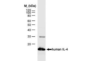 Image no. 1 for anti-Interleukin 4 (IL4) antibody (ABIN217644) (IL-4 antibody)