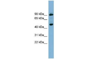 WB Suggested Anti-WIPI1 Antibody Titration: 0. (WIPI1 antibody  (Middle Region))