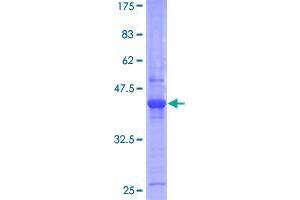 Ethanolamine Kinase 1 Protein (ETNK1) (AA 1-169) (GST tag)