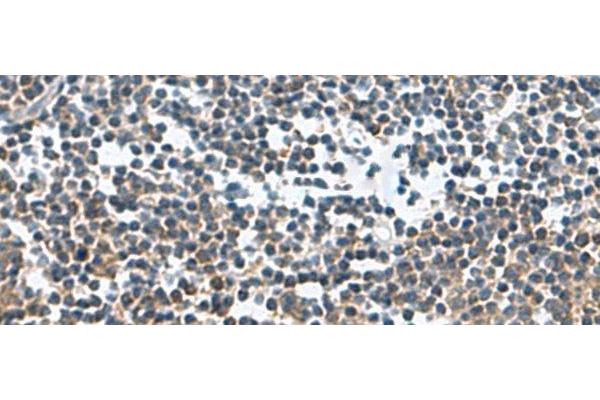 FAM107B antibody