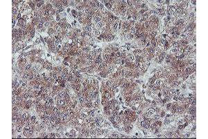 Image no. 1 for anti-Fragile X Mental Retardation 1 (FMR1) (AA 26-279) antibody (ABIN1491292) (FMR1 antibody  (AA 26-279))