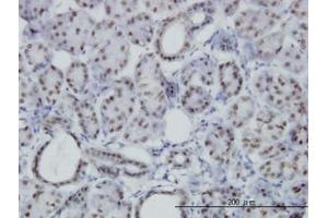 Image no. 3 for anti-Pre-B-Cell Leukemia Transcription Factor 3 (PBX3) (AA 342-435) antibody (ABIN598856) (PBX3 antibody  (AA 342-435))