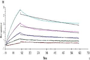 SARS-COV-2 Spike RBD captured on Protein A chip, can bind Human ACE2, His Tag with an affinity constant of 11. (ACE2 Protein (AA 18-740) (His tag))