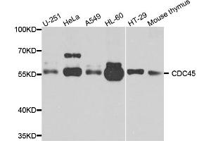 Western blot analysis of extracts of various cell lines, using cdc45 antibody. (CDC45 antibody)