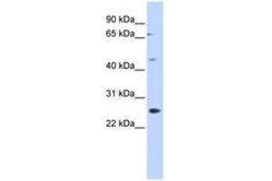 SPATA22 antibody  (N-Term)