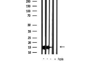 Western blot analysis of lysates from various samples, using Cytochrome c Antibody.