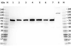 Western Blot of Rabbit anti-GGA3 antibody. (GGA3 antibody  (AA 400-415))