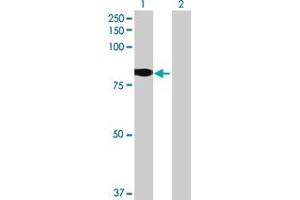 Western Blot analysis of GLB1L expression in transfected 293T cell line by GLB1L MaxPab polyclonal antibody.