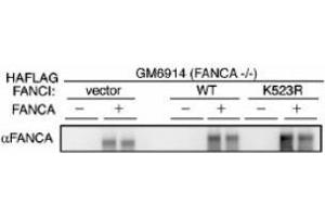 Image no. 2 for anti-Fanconi Anemia Group A Protein (FANCA) (AA 995-1009) antibody (ABIN401266) (FANCA antibody  (AA 995-1009))