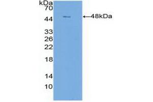 Detection of Recombinant CLDN1, Human using Polyclonal Antibody to Claudin 1 (CLDN1) (Claudin 1 antibody  (AA 50-197))
