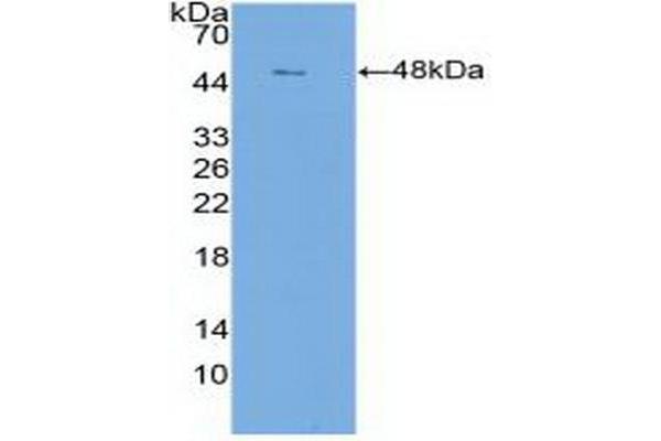 Claudin 1 anticorps  (AA 50-197)