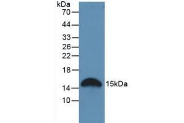Galectin 2 antibody  (AA 1-130)