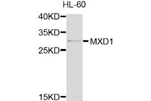 Western blot analysis of extracts of HL-60 cells, using MXD1 antibody (ABIN5971867) at 1/1000 dilution. (MXD1 antibody)