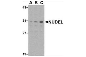 Western blot analysis of Nudel in Jurkat whole cell lysate with this product at (A) 0.