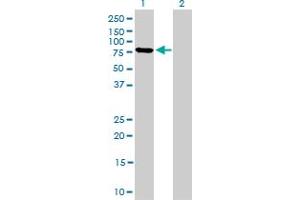 Western Blot analysis of MFN2 expression in transfected 293T cell line by MFN2 monoclonal antibody (M03A), clone 4H8. (MFN2 antibody  (AA 661-757))
