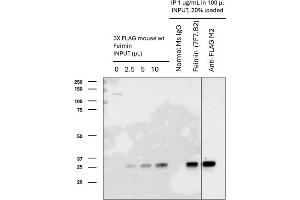 Feimin Immunoprecipitation (IP) followed by Western Blot (WB) analyses. (Feimin antibody)