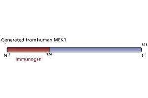 Image no. 3 for anti-Mitogen-Activated Protein Kinase Kinase 1 (MAP2K1) antibody (ABIN967763) (MEK1 antibody)