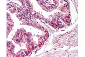 Anti-PTGIS antibody IHC of human prostate. (PTGIS antibody  (AA 299-329))