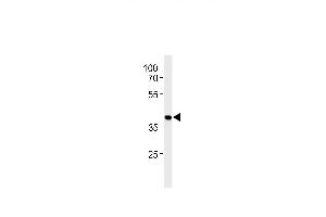 HNRB Antibody (N-term) (ABIN651713 and ABIN2840371) western blot analysis in HepG2 cell line lysates (35 μg/lane). (HNRNPAB antibody  (N-Term))