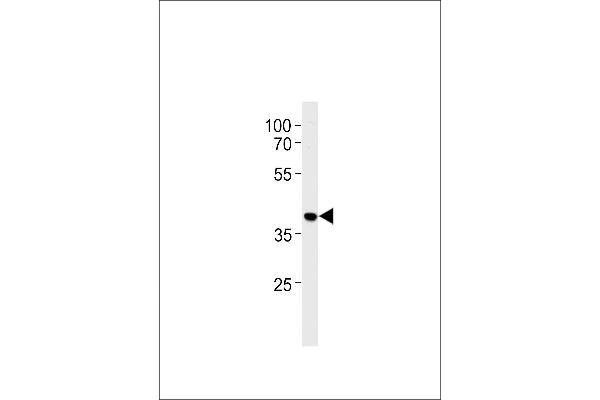 HNRNPAB antibody  (N-Term)
