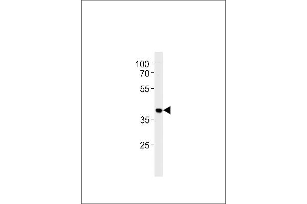 HNRNPAB antibody  (N-Term)